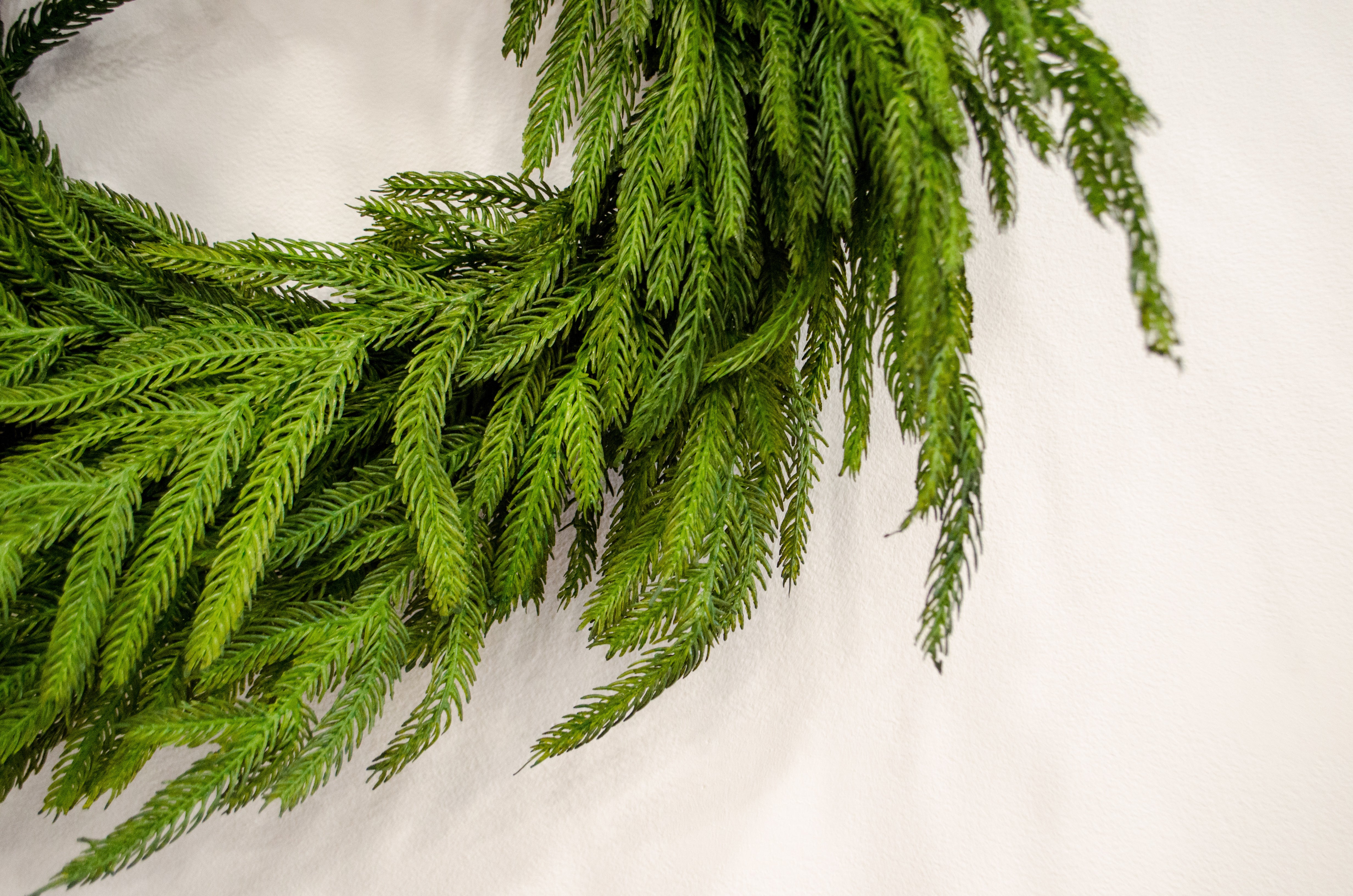 Norfolk Pine Wreath - 24"